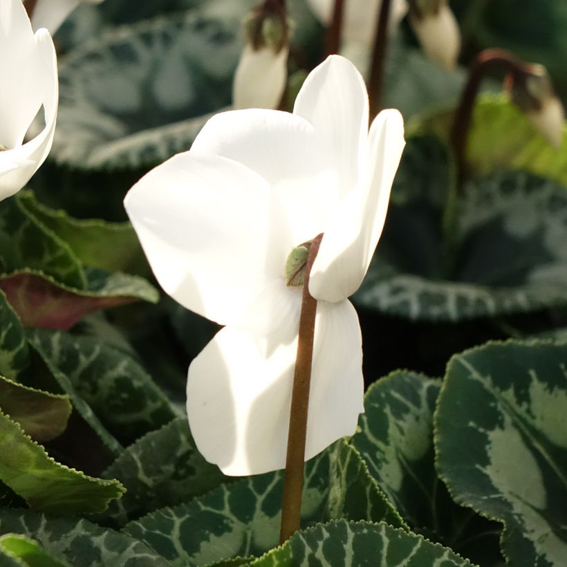Cyclamen de Perse blanc (Floraison)