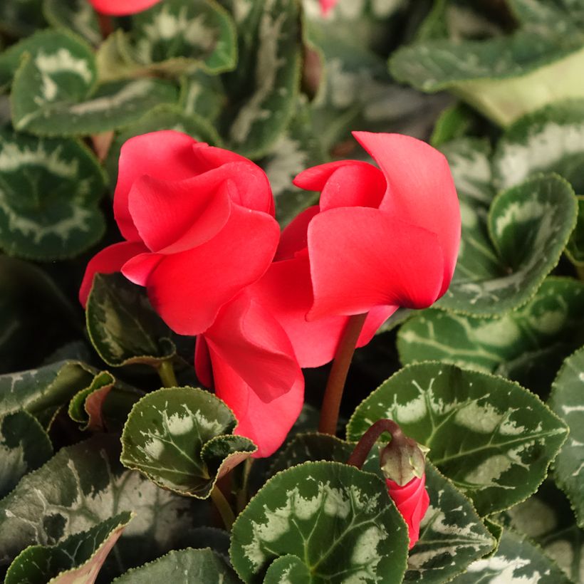 Cyclamen de Perse rouge (Floraison)