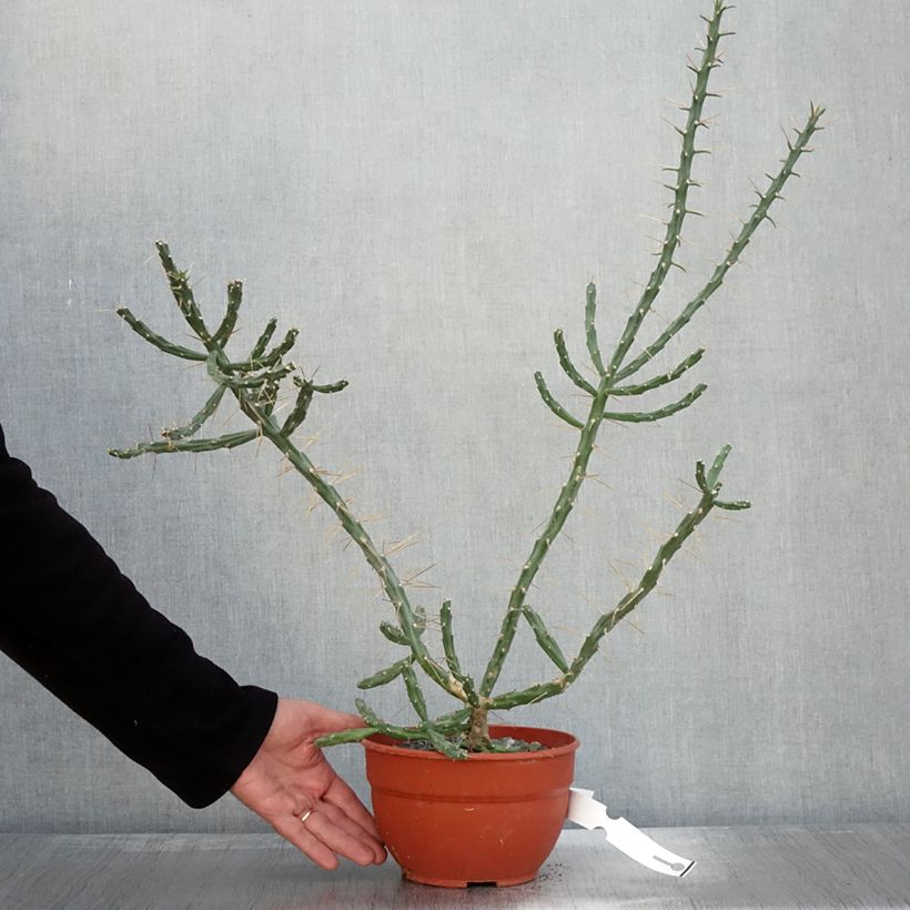 Spécimen de Cylindropuntia kleiniae - Opuntia ou oponce Pot de 2L/3L tel que livré en automne