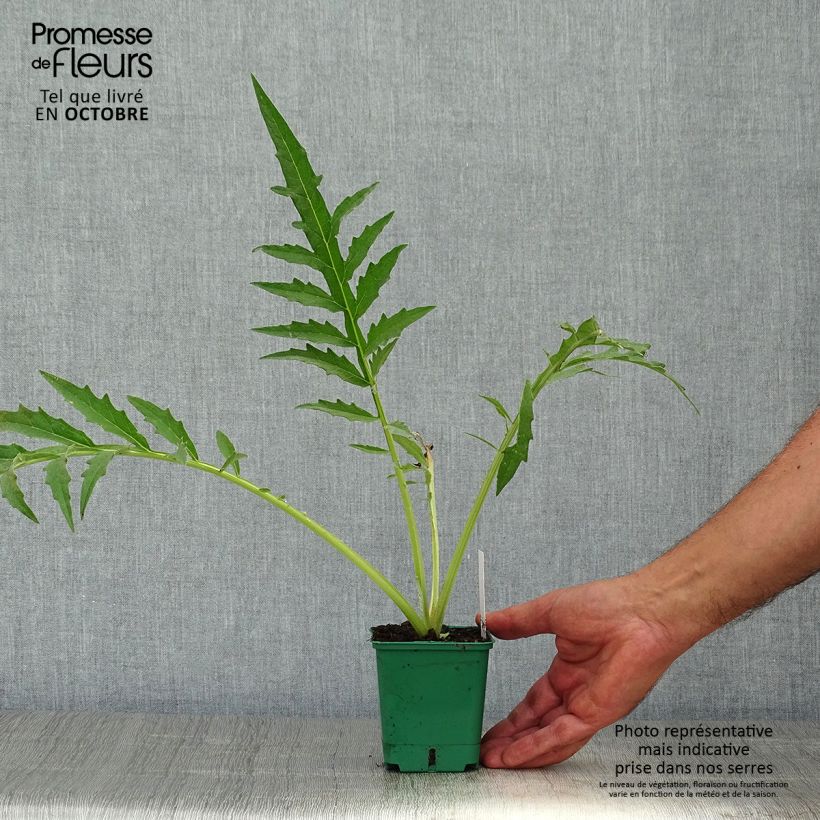 Spécimen de Cynara cardunculus - Cardon Godet de 8/9 cm tel que livré en automne