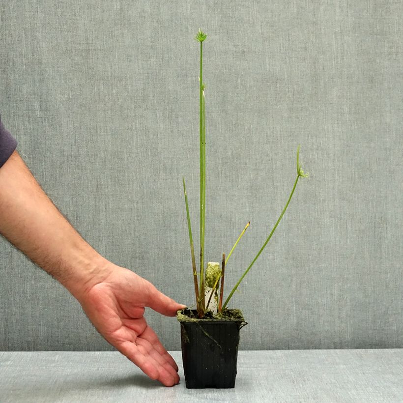 Spécimen de Cyperus haspan - Papyrus nain Godet de 8/9 cm tel que livré en été