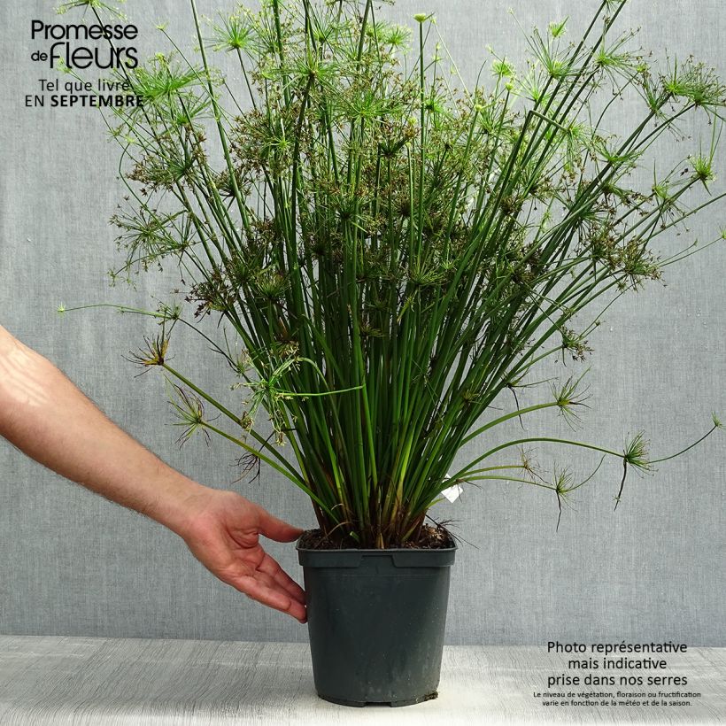 Spécimen de Cyperus papyrus Cleopatra - Papyrus Pot de 3L/4L tel que livré en automne