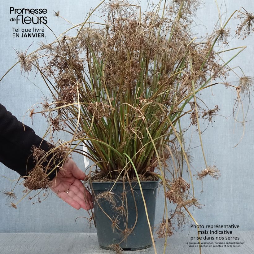 Spécimen de Cyperus papyrus Cleopatra - Papyrus Pot de 3L/4L tel que livré en hiver