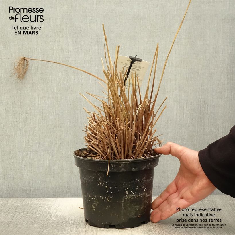 Spécimen de Cyperus prolifer - Papyrus nain Pot de 3L/4L tel que livré au printemps