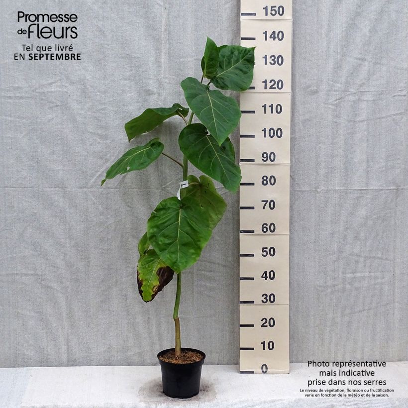 Spécimen de Cyphomandra betacea Red - Tamarillo, Arbre à tomates rouges Pot de 3L/4L tel que livré en automne