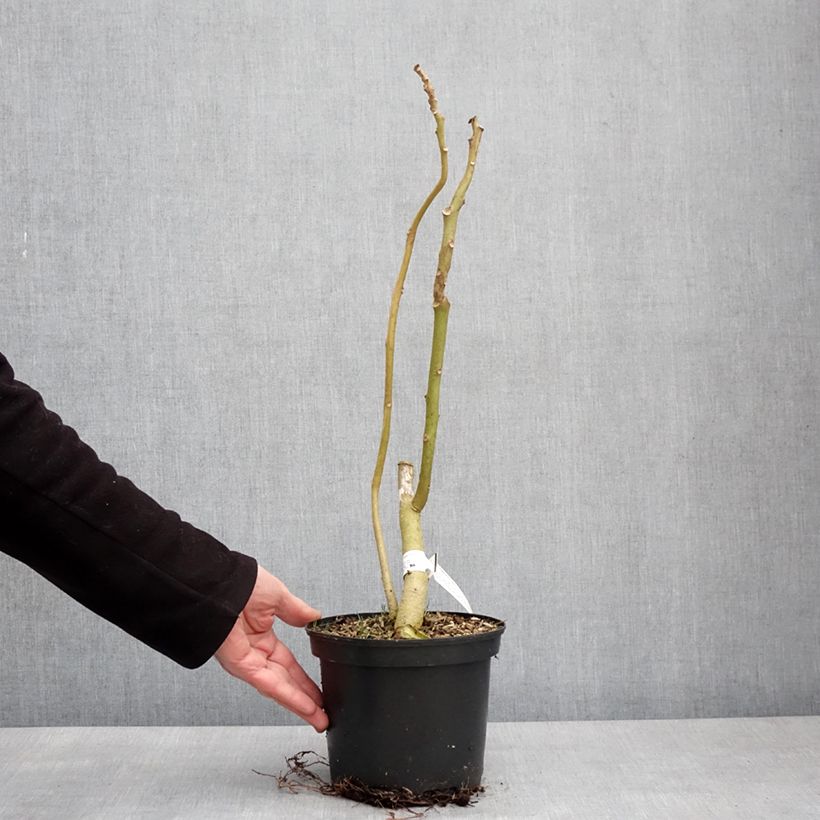 Spécimen de Cyphomandra betacea Red - Tamarillo, Arbre à tomates rouges Pot de 3L/4L tel que livré en hiver