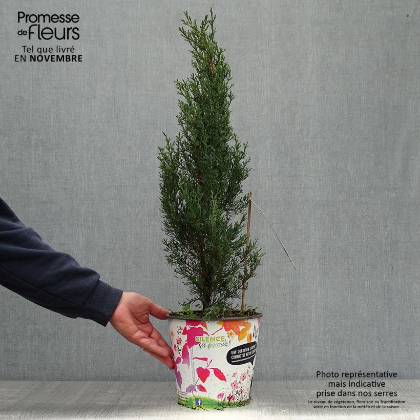 Spécimen de Cupressus sempervirens Garda - Cyprès d'Italie, de Provence Pot de 4L/5L tel que livré en automne