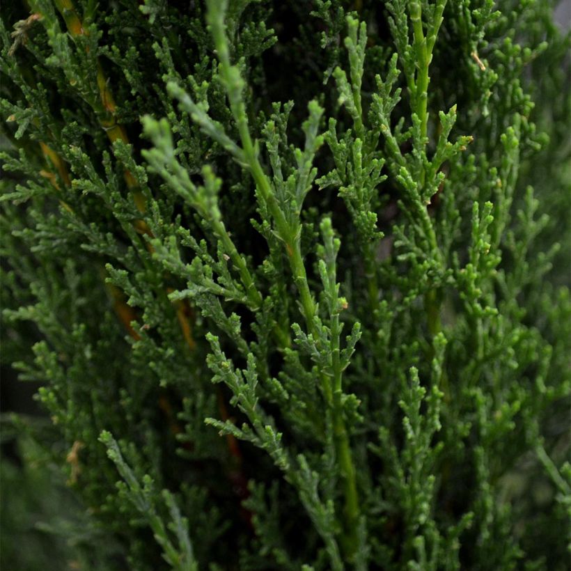 Cupressus sempervirens Totem - Cyprès de Florence (Feuillage)