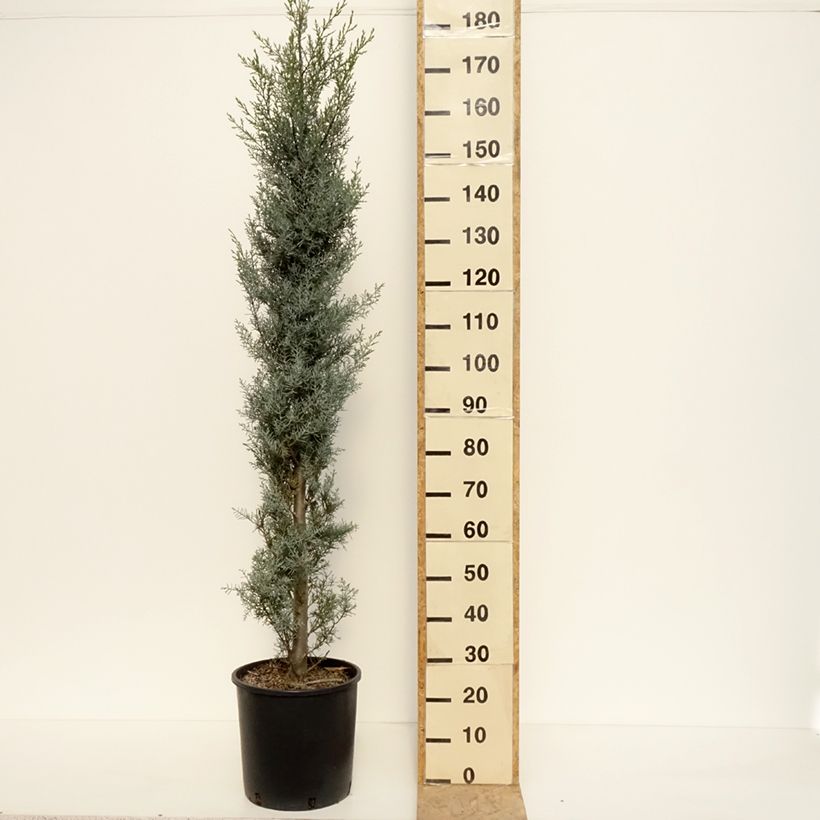 Spécimen de Cyprès de l'Arizona Fastigiata - Cupressus arizonica Pot de 18L/20L, Touffe tel que livré en automne