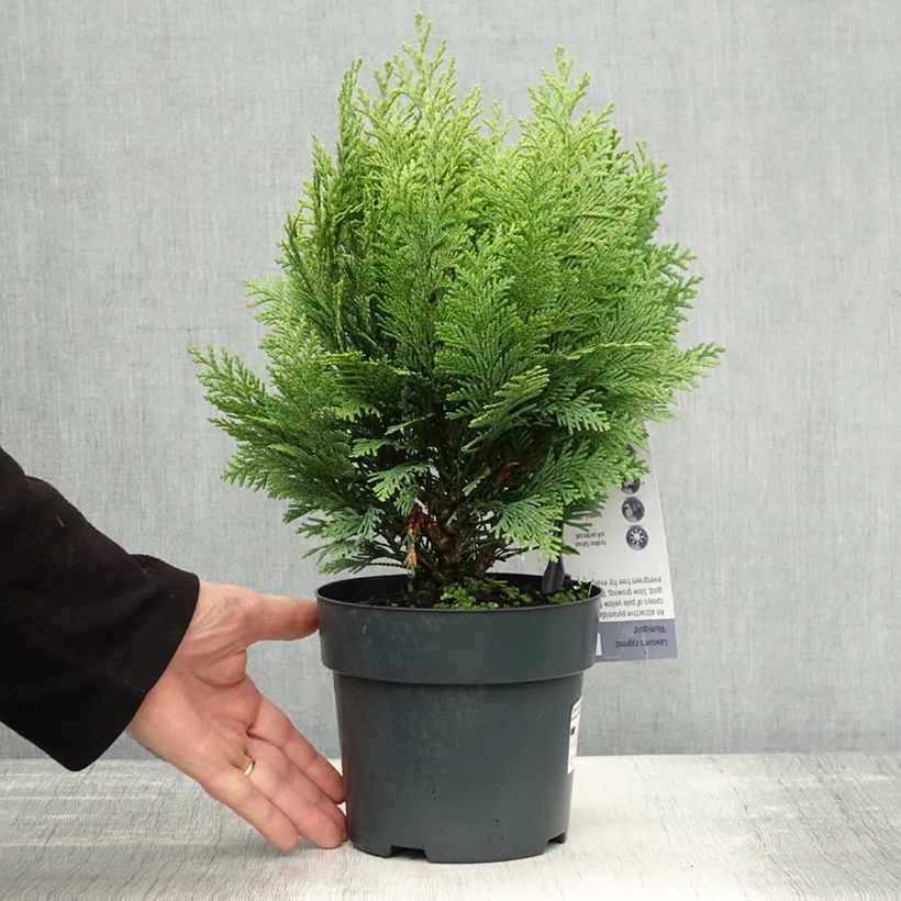 Spécimen de Chamaecyparis lawsoniana Alumigold - Cyprès de Lawson  Pot de 2L/3L tel que livré en automne