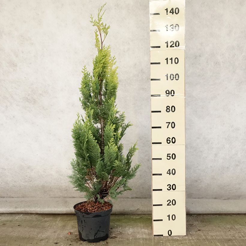 Spécimen de Chamaecyparis lawsoniana Alumigold - Cyprès de Lawson  Pot de 7,5L/10L tel que livré en été