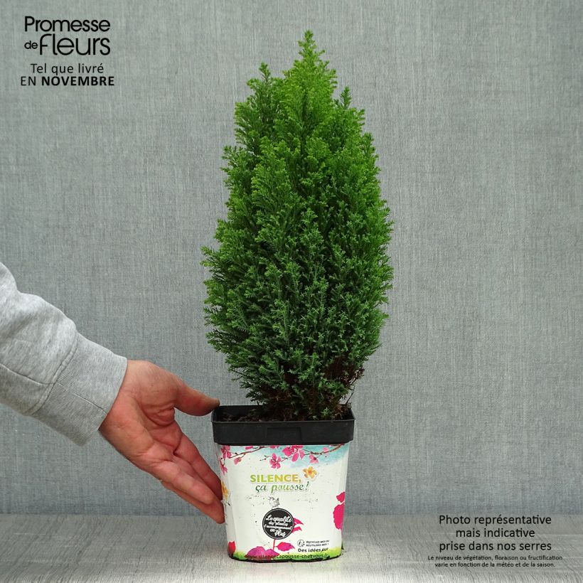 Spécimen de Chamaecyparis lawsoniana Ellwood's Gold -Cyprès de Lawson  Pot de 2L/3L tel que livré en automne