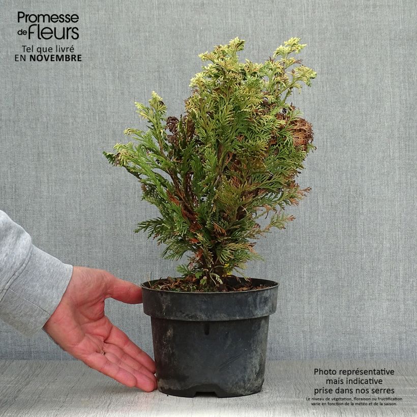 Spécimen de Cyprès de Lawson - Chamaecyparis lawsoniana Pygmaea Argentea Pot de 2L/3L tel que livré en automne