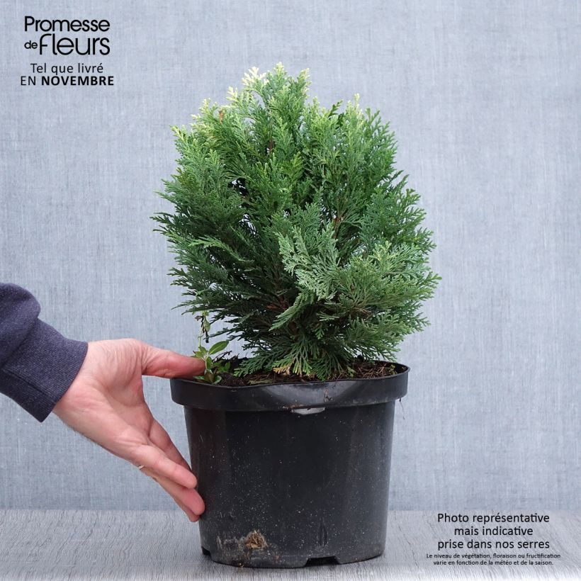 Spécimen de Cyprès de Lawson - Chamaecyparis lawsoniana Pygmaea Argentea Pot de 4L/5L tel que livré en automne