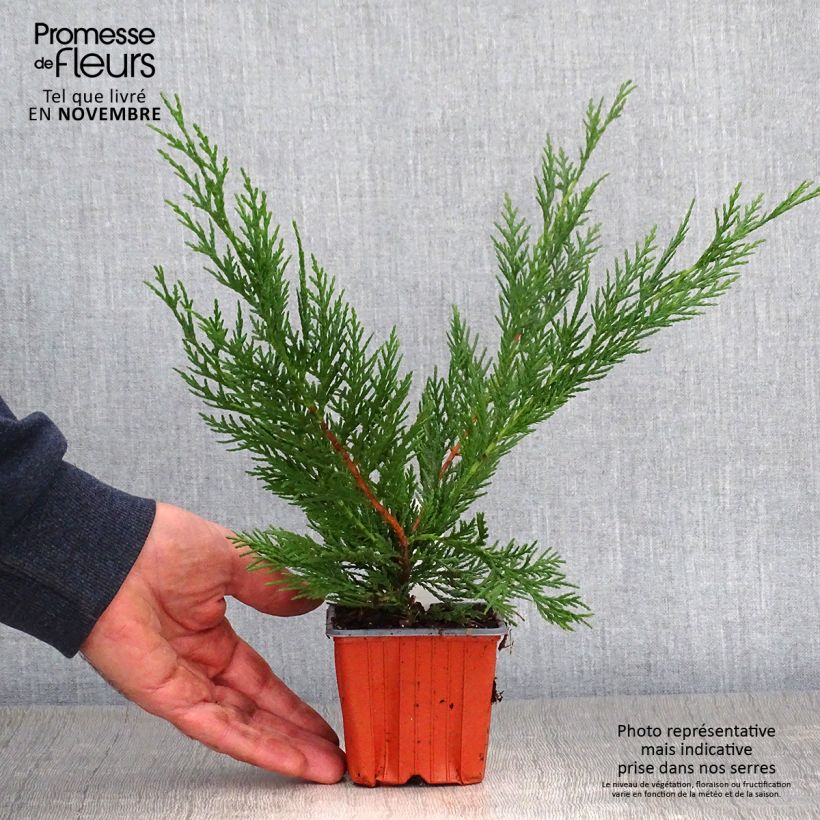 Spécimen de Cyprès de Leyland - Cupressocyparis leylandii Godet de 8/9 cm tel que livré en automne