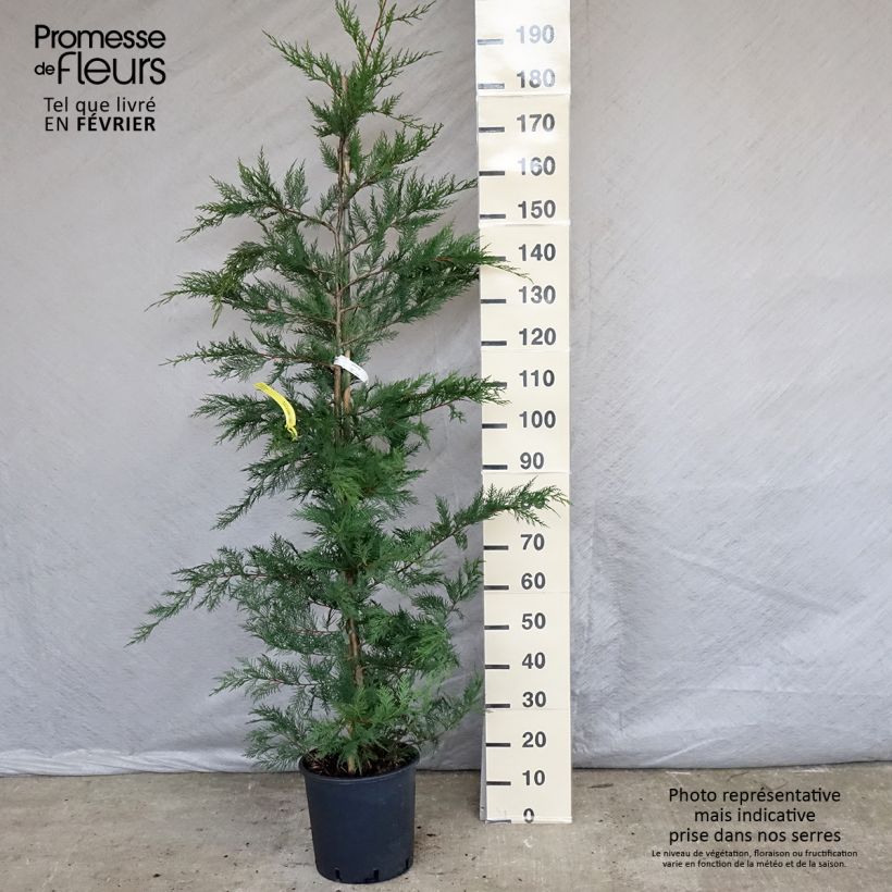 Spécimen de Cyprès de Leyland - Cupressocyparis leylandii Pot de 6L/7L tel que livré en hiver