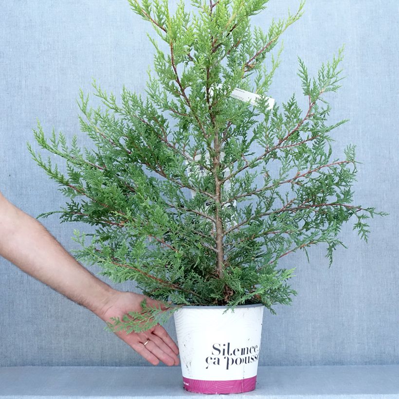 Spécimen de Cyprès de Leyland - Cupressocyparis leylandii Excalibur Gold Pot de 4L/5L tel que livré en été