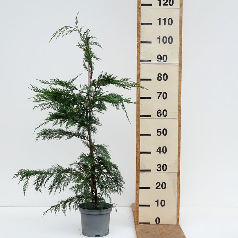 Spécimen de Cyprès de Leyland - Cupressocyparis leylandii Pot de 4L/5L tel que livré en automne
