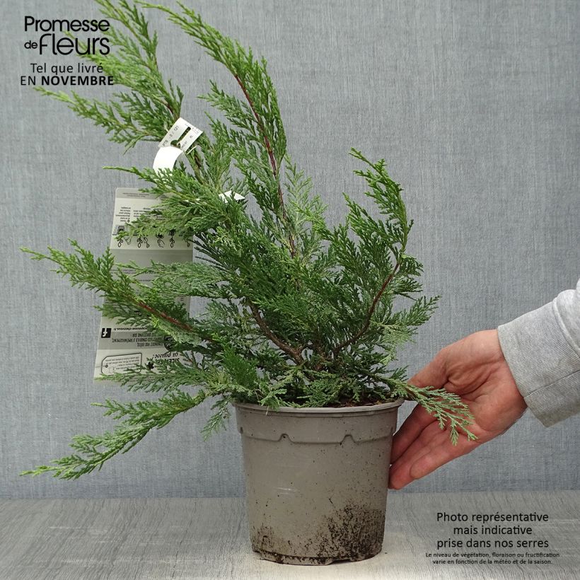Spécimen de Cyprès de Leyland - Cupressocyparis leylandii Excalibur Gold Pot de 2L/3L tel que livré en automne