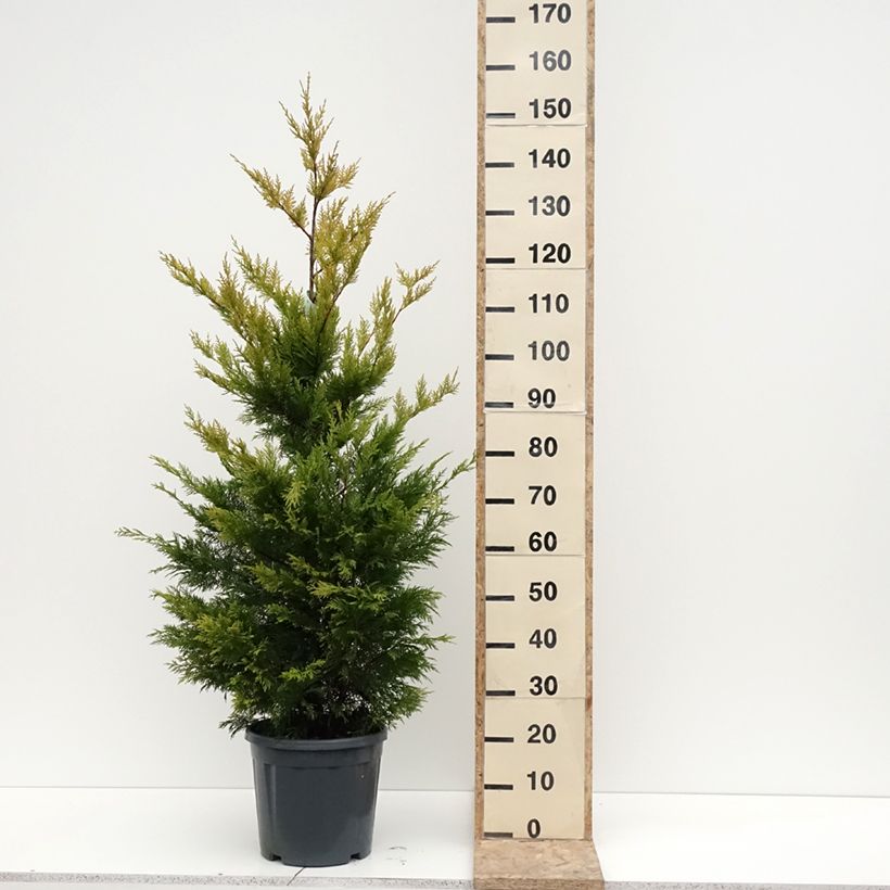 Spécimen de Cyprès de Leyland - Cupressocyparis leylandii Gold Rider Pot de 6L/7L tel que livré en hiver