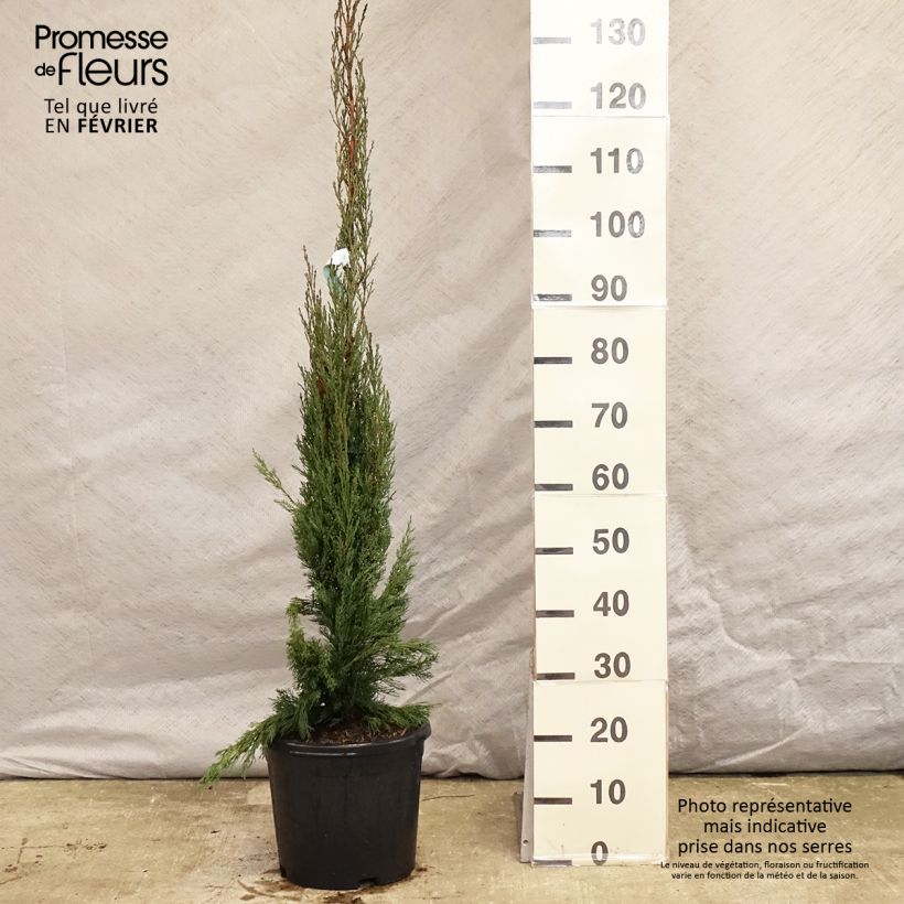 Spécimen de Cyprès de Provence - Cupressus sempervirens Pyramidalis Pot de 4L/5L tel que livré en hiver