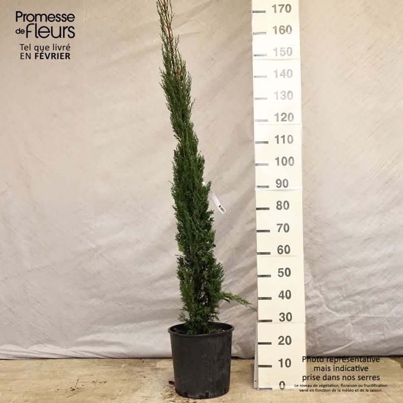 Spécimen de Cyprès de Provence - Cupressus sempervirens Pyramidalis Pot de 7,5L/10L tel que livré en hiver