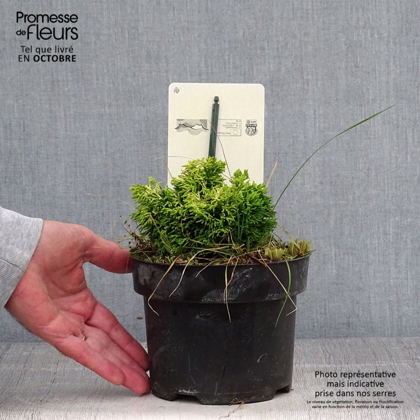 Spécimen de Chamaecyparis obtusa Butterball - Cyprès hinoki du Japon Pot de 2L/3L tel que livré en automne