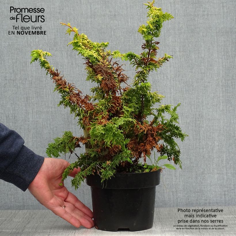 Spécimen de Cyprès hinoki du Japon - Chamaecyparis obtusa Fernspray Gold Pot de 2L/3L tel que livré en automne