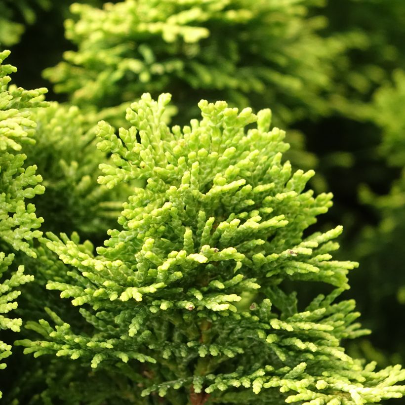 Cyprès hinoki du Japon - Chamaecyparis obtusa Nana Aurea (Feuillage)