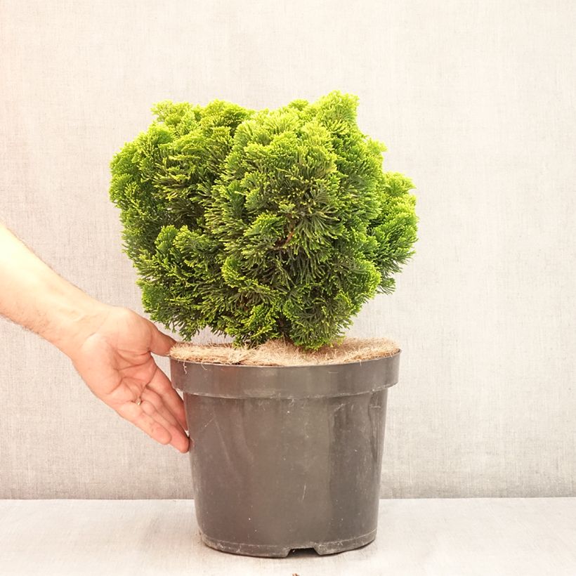 Spécimen de Cyprès hinoki du Japon - Chamaecyparis obtusa Nana Aurea Pot de 7,5L/10L, Tige tel que livré en été