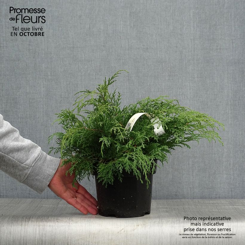 Spécimen de Cyprès rampant de Sibérie - Microbiota decussata Pot de 2L/3L tel que livré en automne