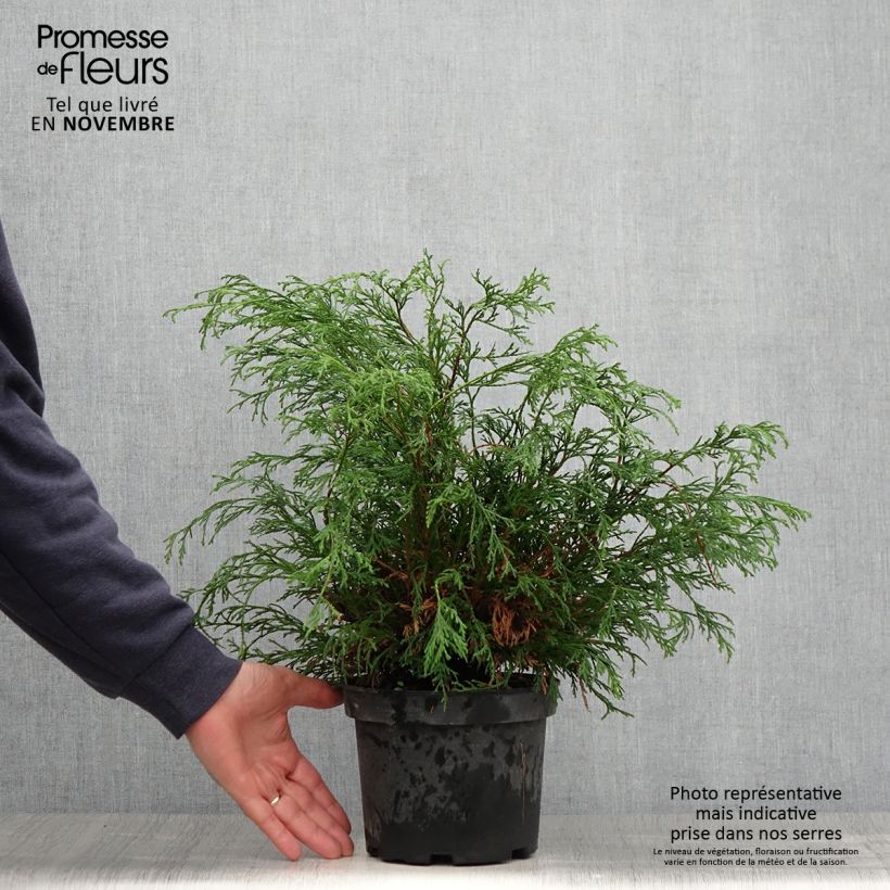 Spécimen de Cyprès Sawara - Chamaecyparis pisifera Filifera                 Pot de 2L/3L tel que livré en automne