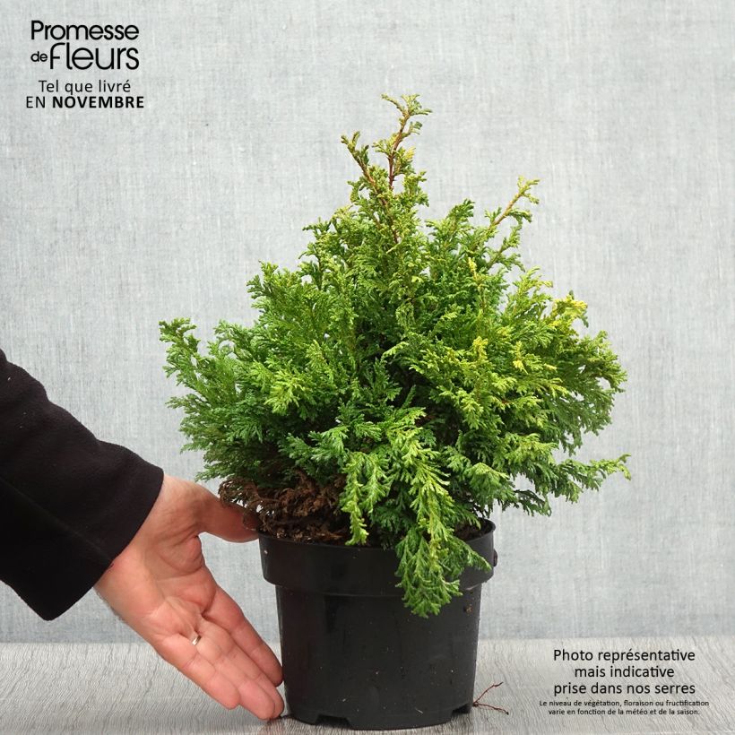 Spécimen de Chamaecyparis pisifera Golden Pincushion - Cyprès Sawara Pot de 2L/3L tel que livré en automne