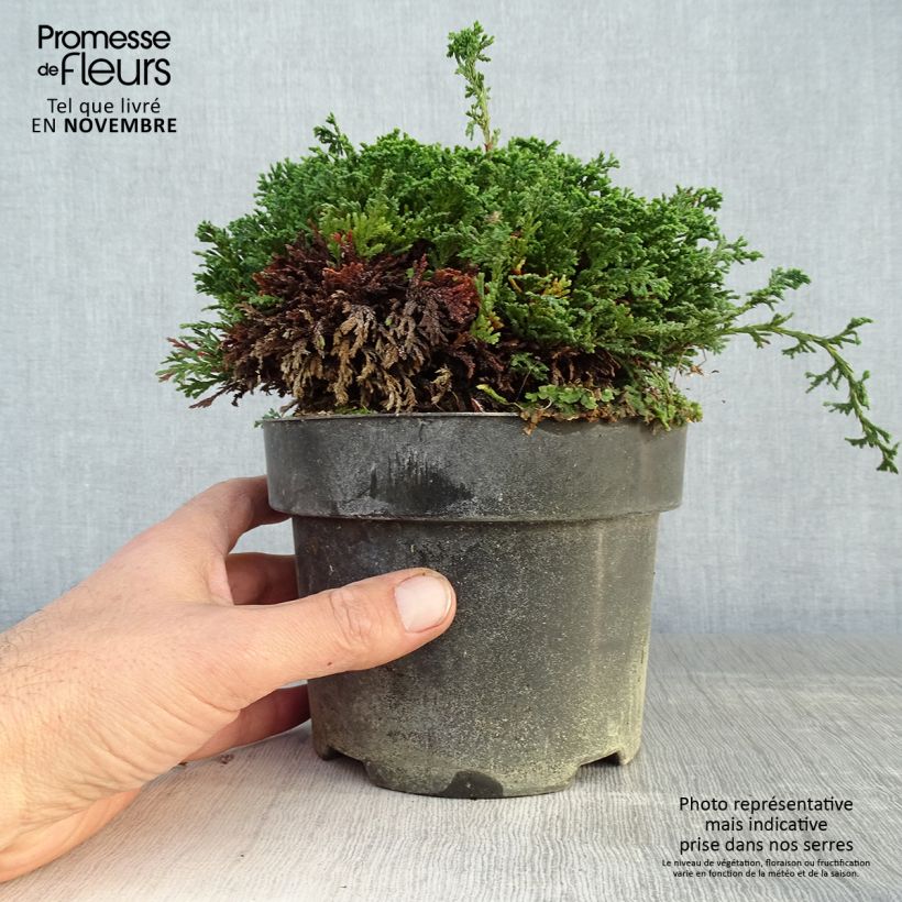 Spécimen de Cyprès Sawara - Chamaecyparis pisifera Hime-Sawara Pot de 2L/3L tel que livré en automne