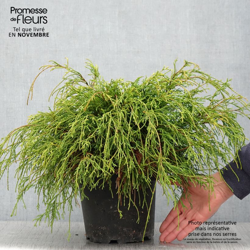 Spécimen de Cyprès Sawara - Chamaecyparis pisifera Sungold                   Pot de 3L/4L tel que livré en automne