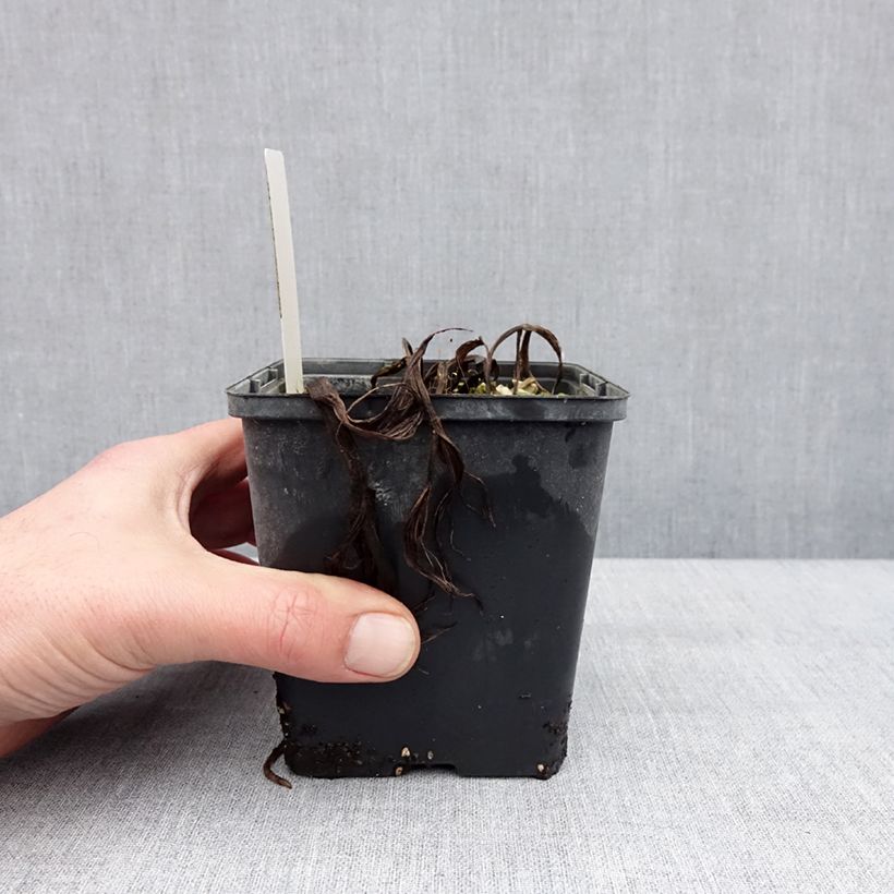 Spécimen de Cypripedium Aki - Sabot de Venus hybride Pot de 1L/1,5L tel que livré en hiver