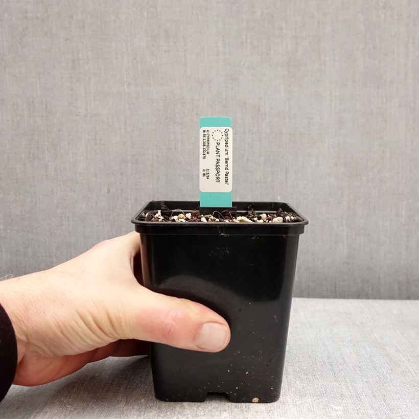 Spécimen de Cypripedium Bernd Pastel - Sabot de Venus hybride Pot de 1L/1,5L tel que livré en hiver