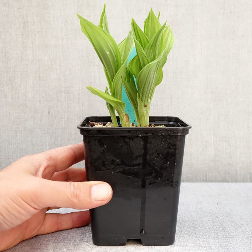 Spécimen de Cypripedium Bernd Pastel - Sabot de Venus hybride Pot de 1L/1,5L tel que livré au printemps