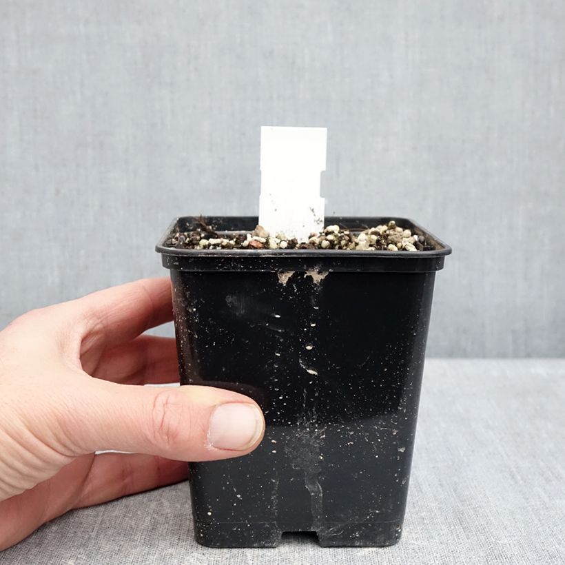 Spécimen de Cypripedium formosanum - Sabot de Vénus de Formose Pot de 1L/1,5L tel que livré en hiver