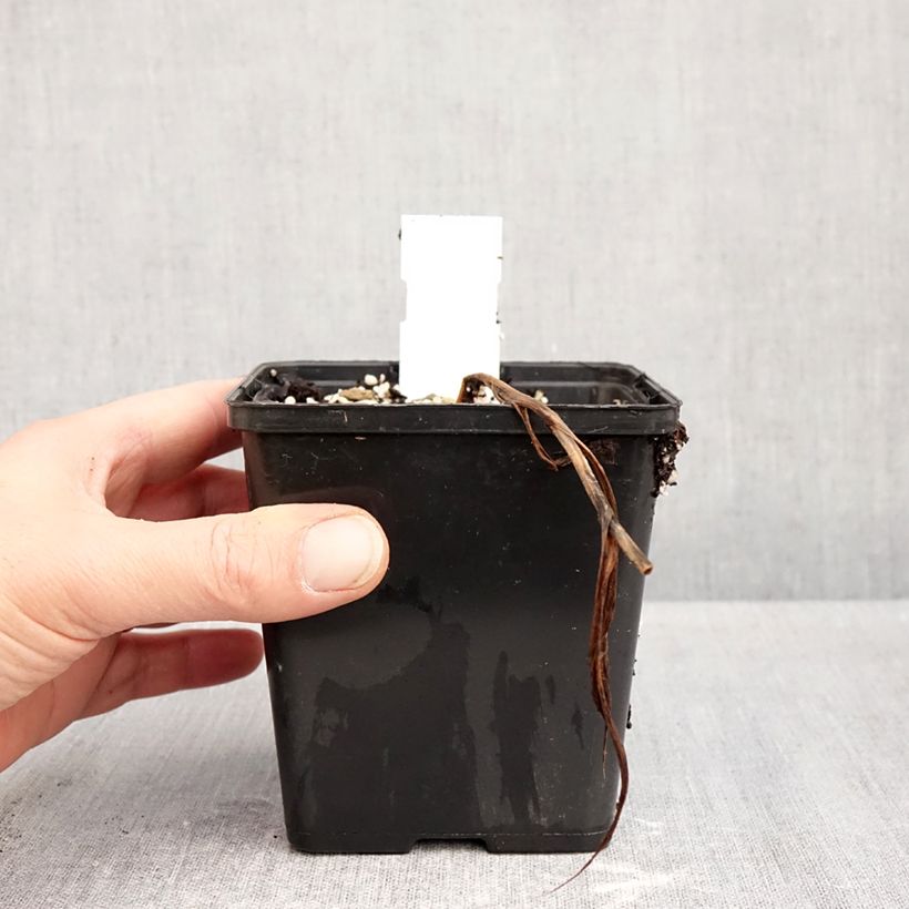 Spécimen de Cypripedium Inge - Sabot de Venus hybride Pot de 1L/1,5L tel que livré en automne