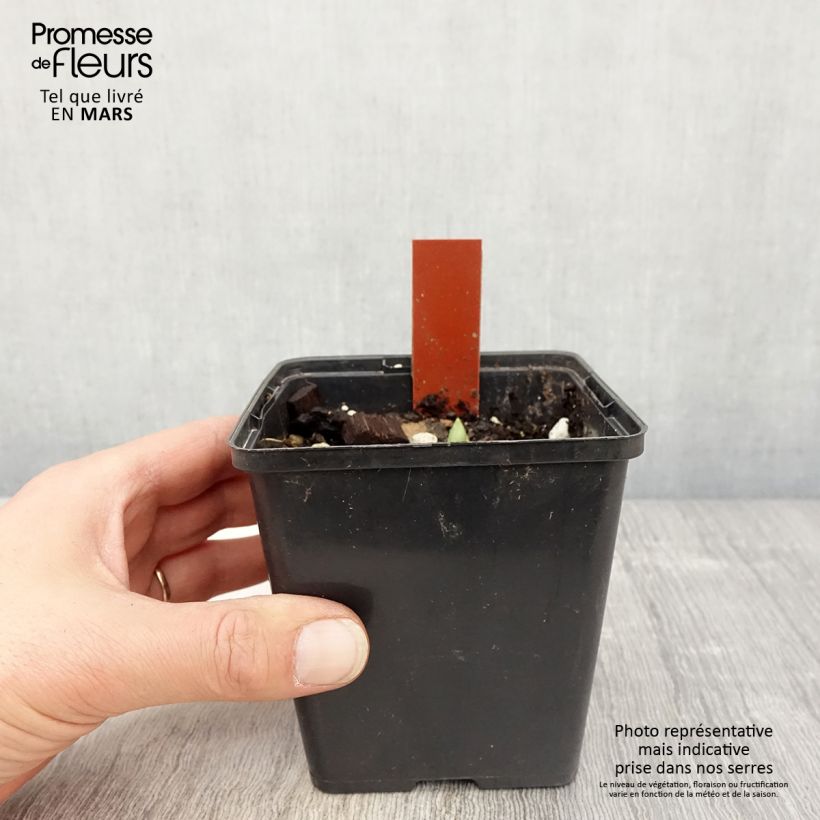 Spécimen de Cypripedium Lucy Pinkepank - Orchidée de jardin hybride, Sabot de Vénus Pot de 1L/1,5L tel que livré au printemps