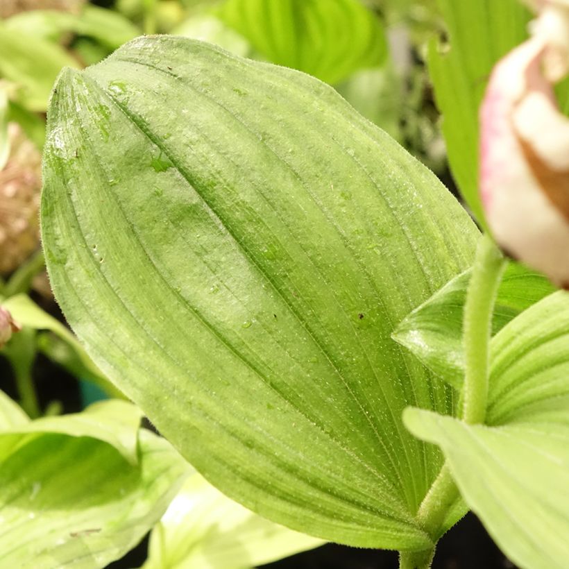 Cypripedium Lucy Pinkepank - Orchidée de jardin hybride, Sabot de Vénus (Feuillage)