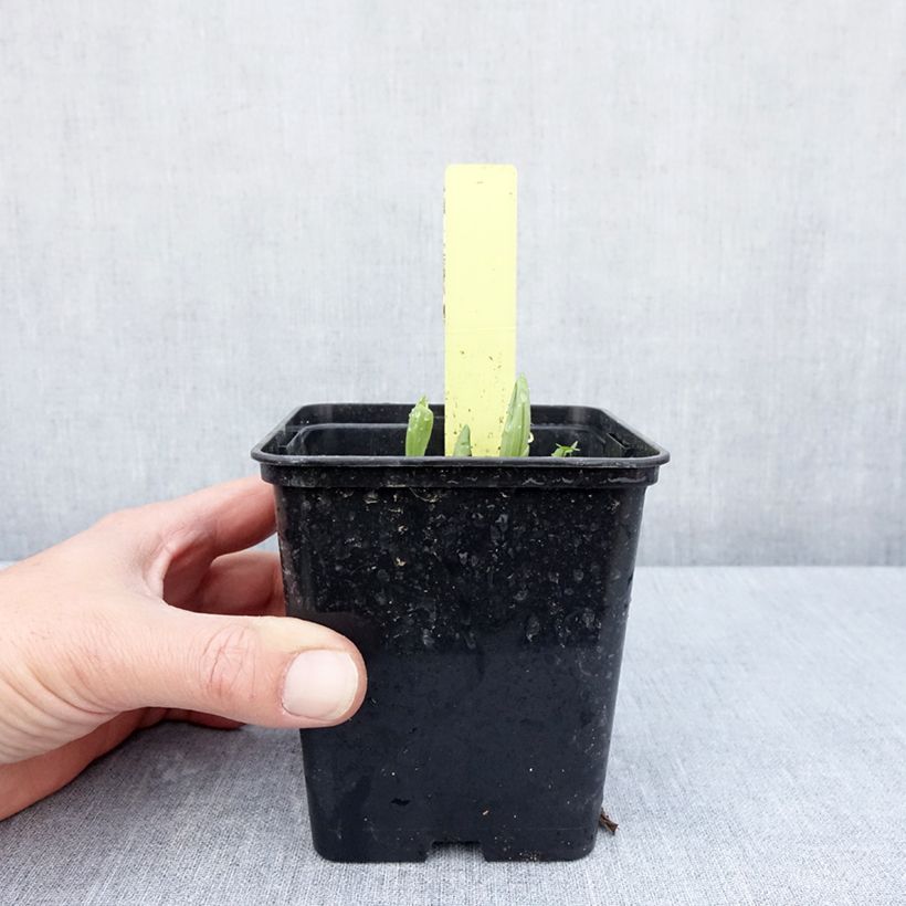 Spécimen de Cypripedium Otto - Sabot de Venus hybride Pot de 1L/1,5L tel que livré au printemps