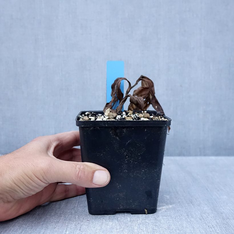 Spécimen de Cypripedium Sabine Pastel - Sabot de Venus hybride Pot de 1L/1,5L tel que livré en automne