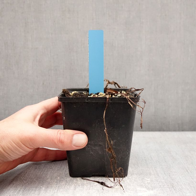 Spécimen de Cypripedium Sabine Pastel - Sabot de Venus hybride Pot de 1L/1,5L tel que livré en hiver