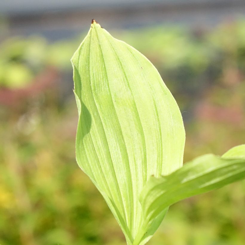 Cypripedium Sabine - Sabot de Venus hybride (Feuillage)