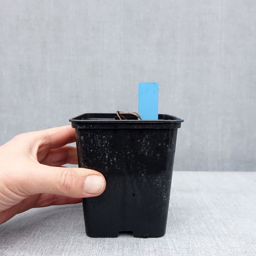 Spécimen de Cypripedium x ventricosum Red - Sabot de Venus hybride Pot de 1L/1,5L tel que livré en hiver