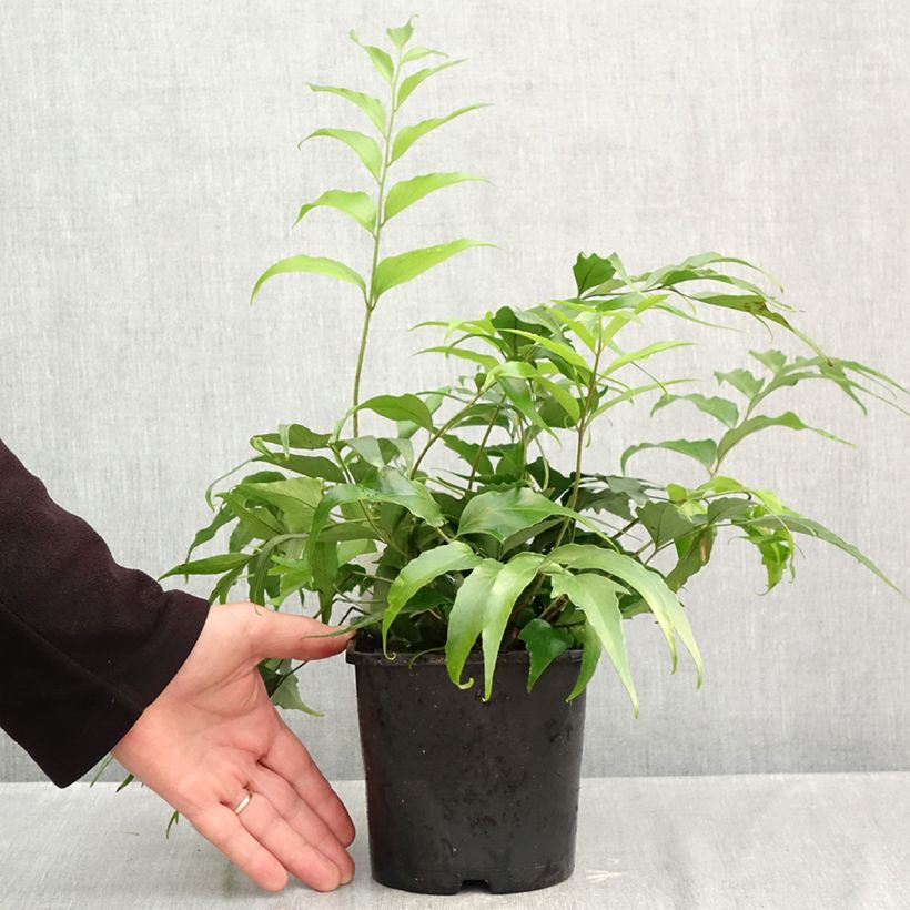 Spécimen de Cyrtomium devexiscapulae - Fougère Pot de 2L/3L tel que livré en automne