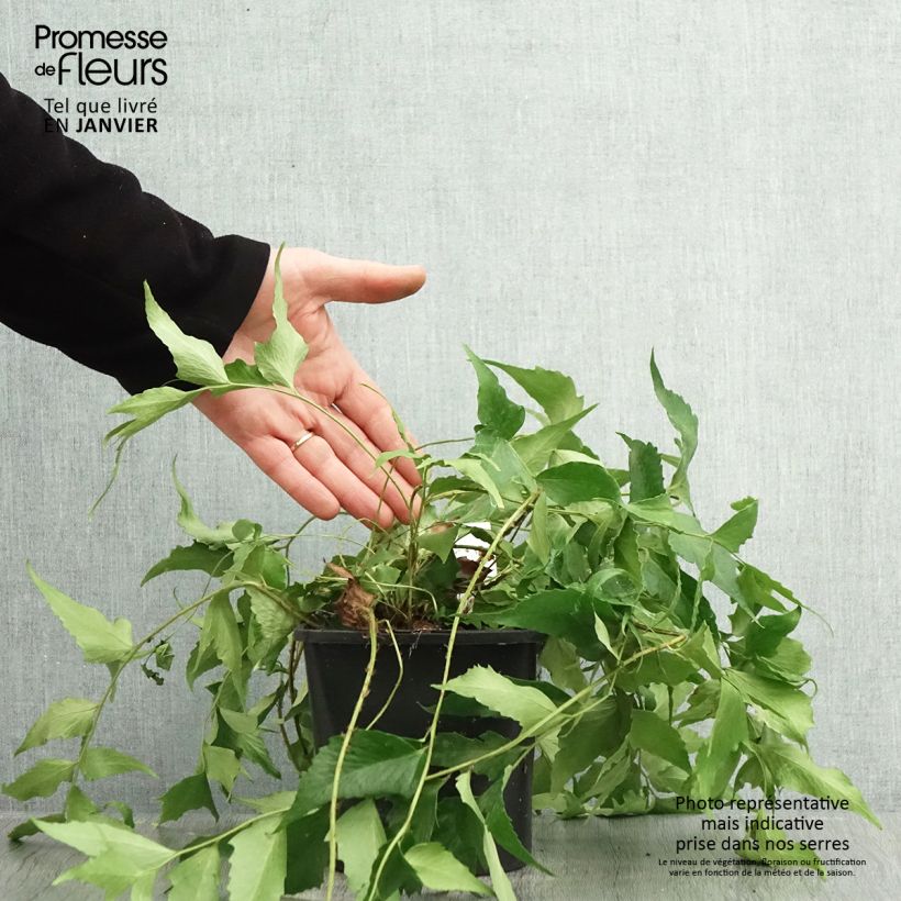 Spécimen de Cyrtomium falcatum - Fougère persistante Pot de 2L/3L tel que livré en hiver