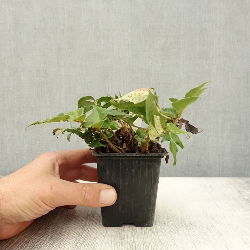 Spécimen de Cyrtomium falcatum Spin Cycle - Fougère houx Godet de 8/9 cm tel que livré en automne